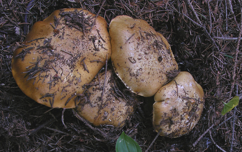 Cortinarius da determinare n�2.